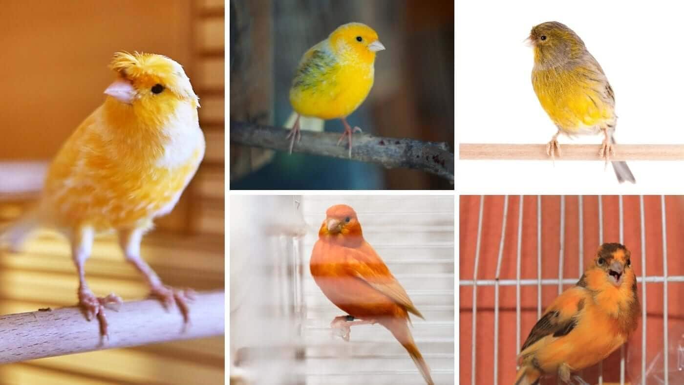 Types of Canaries