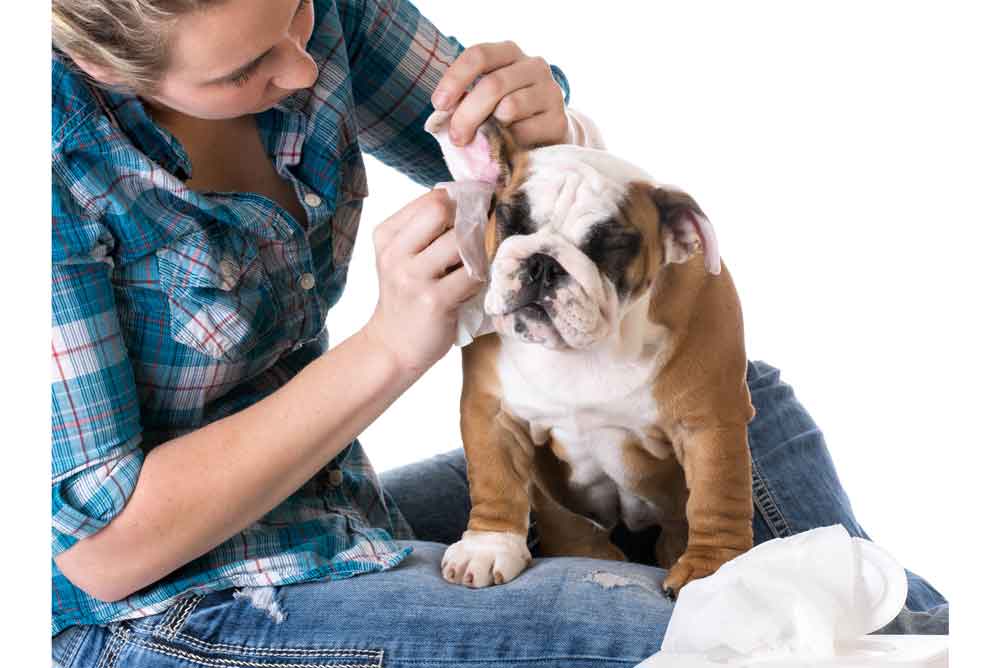 How to Clean Dog Ears and Keep Them Clean