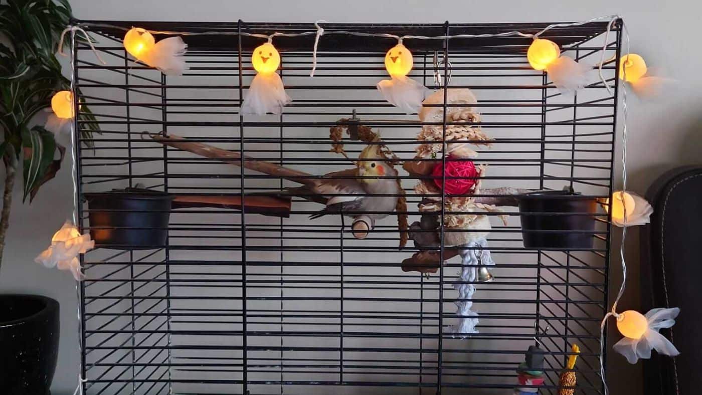 Cockatiel in a cage decorated with glowing Halloween ghost lights, showing a festive setup and the importance of parrot safety.