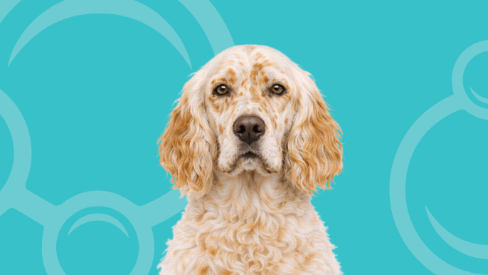 English Setter Temperament