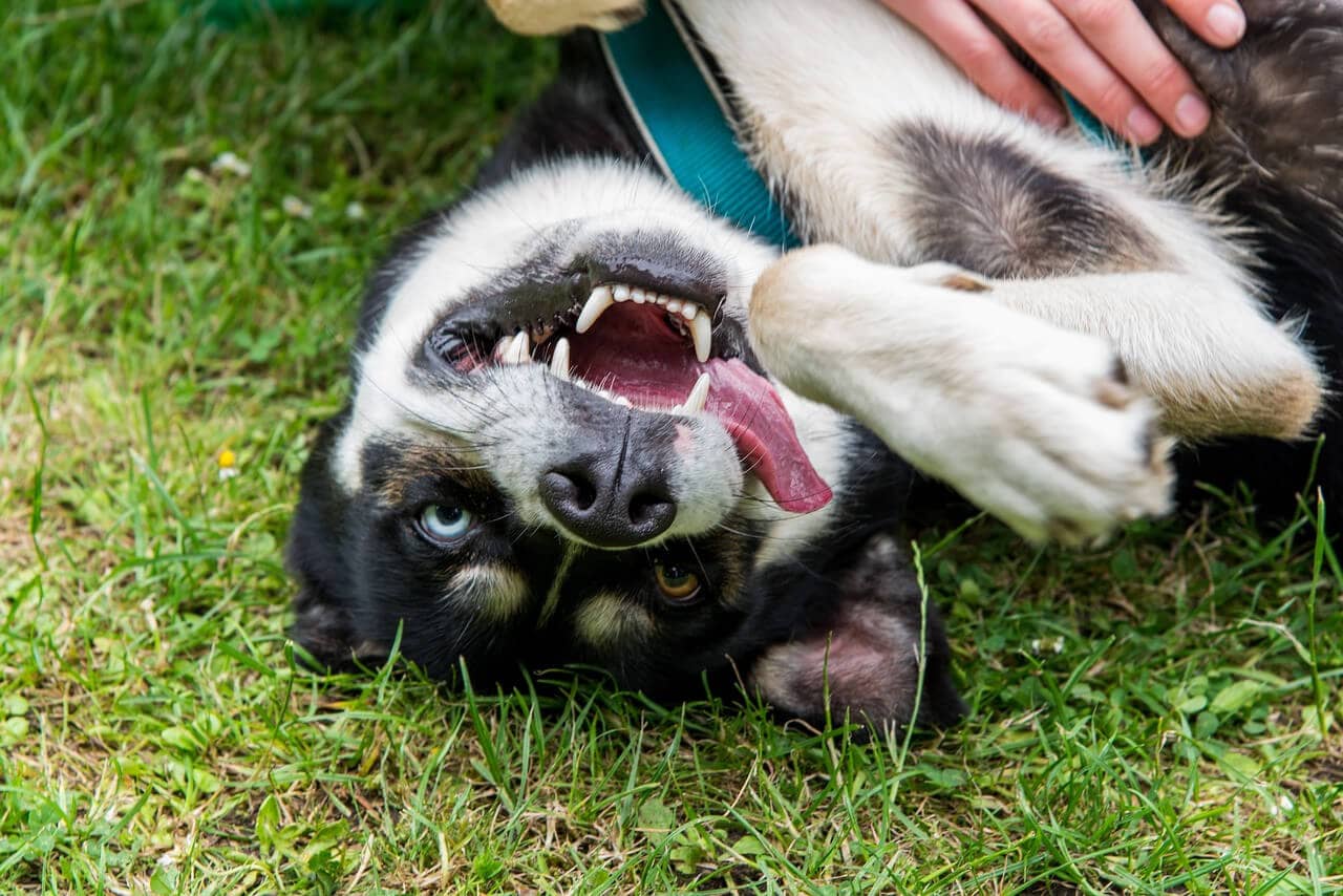 Siberian Husky Dog Information and Characteristics