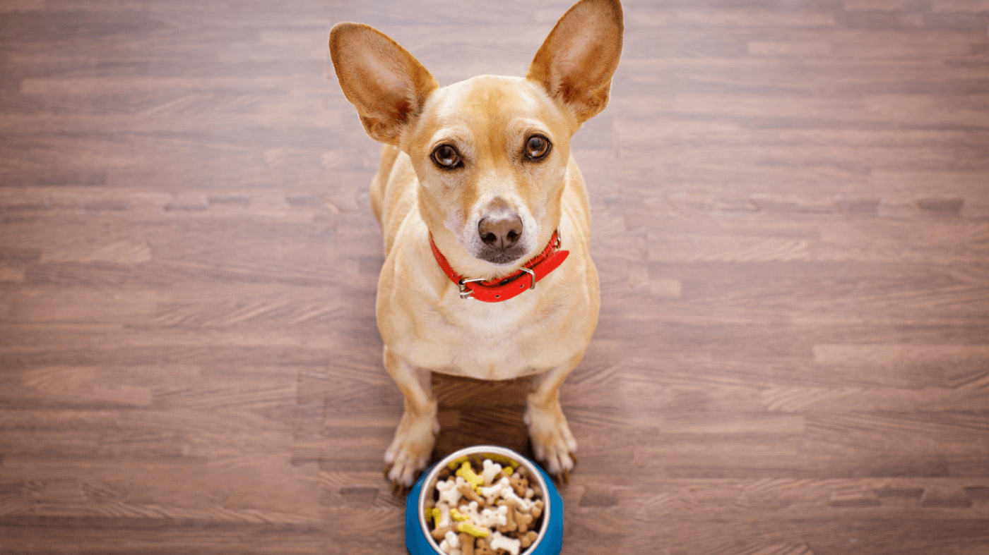 Discovering the Chihuahua Terrier Mix: A Complete Guide