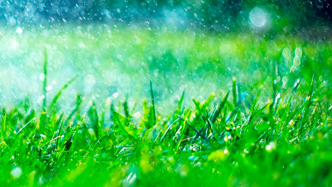 Should I Mow Before or After the Rain?