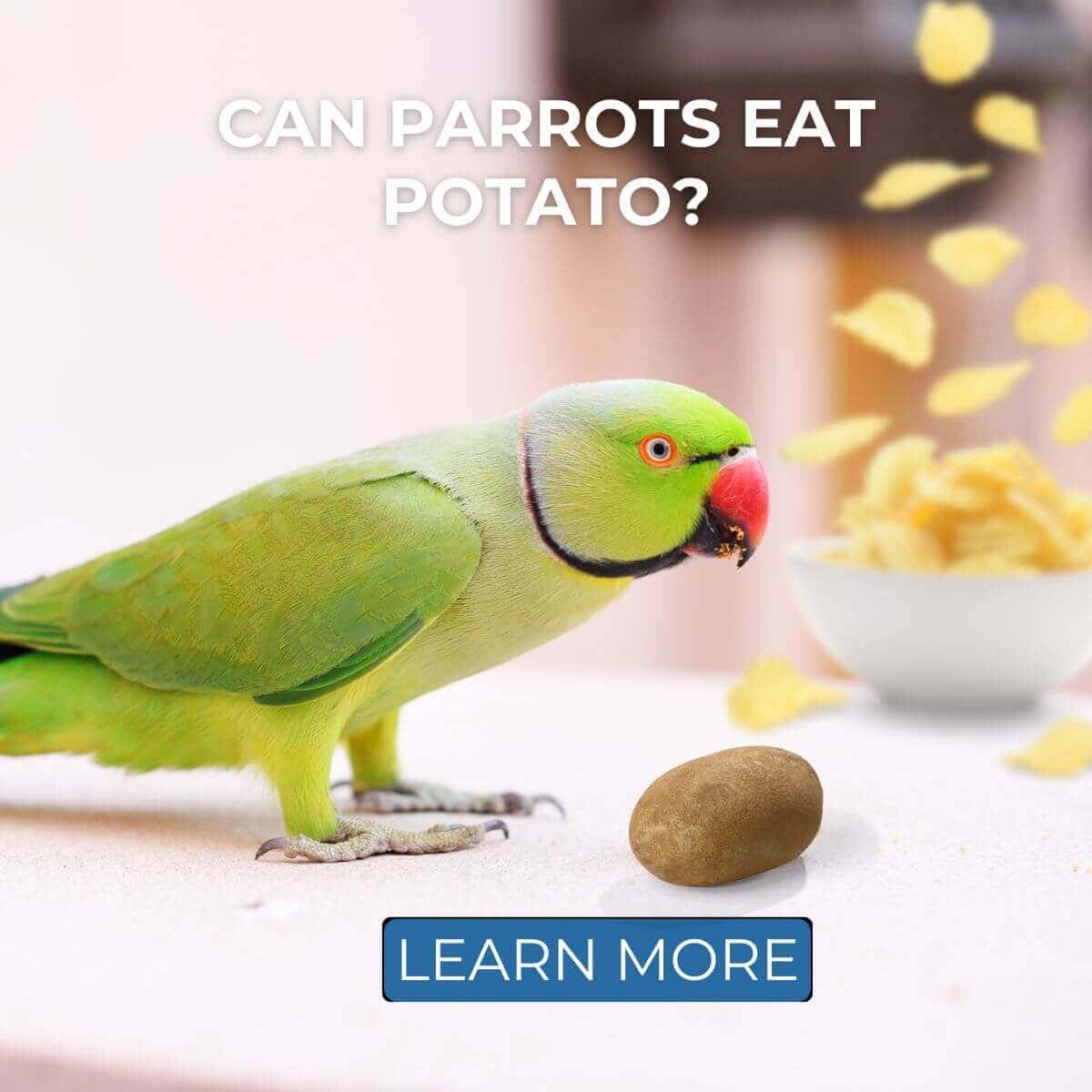 Can Parrots Eat Potato? What You Need To Know!