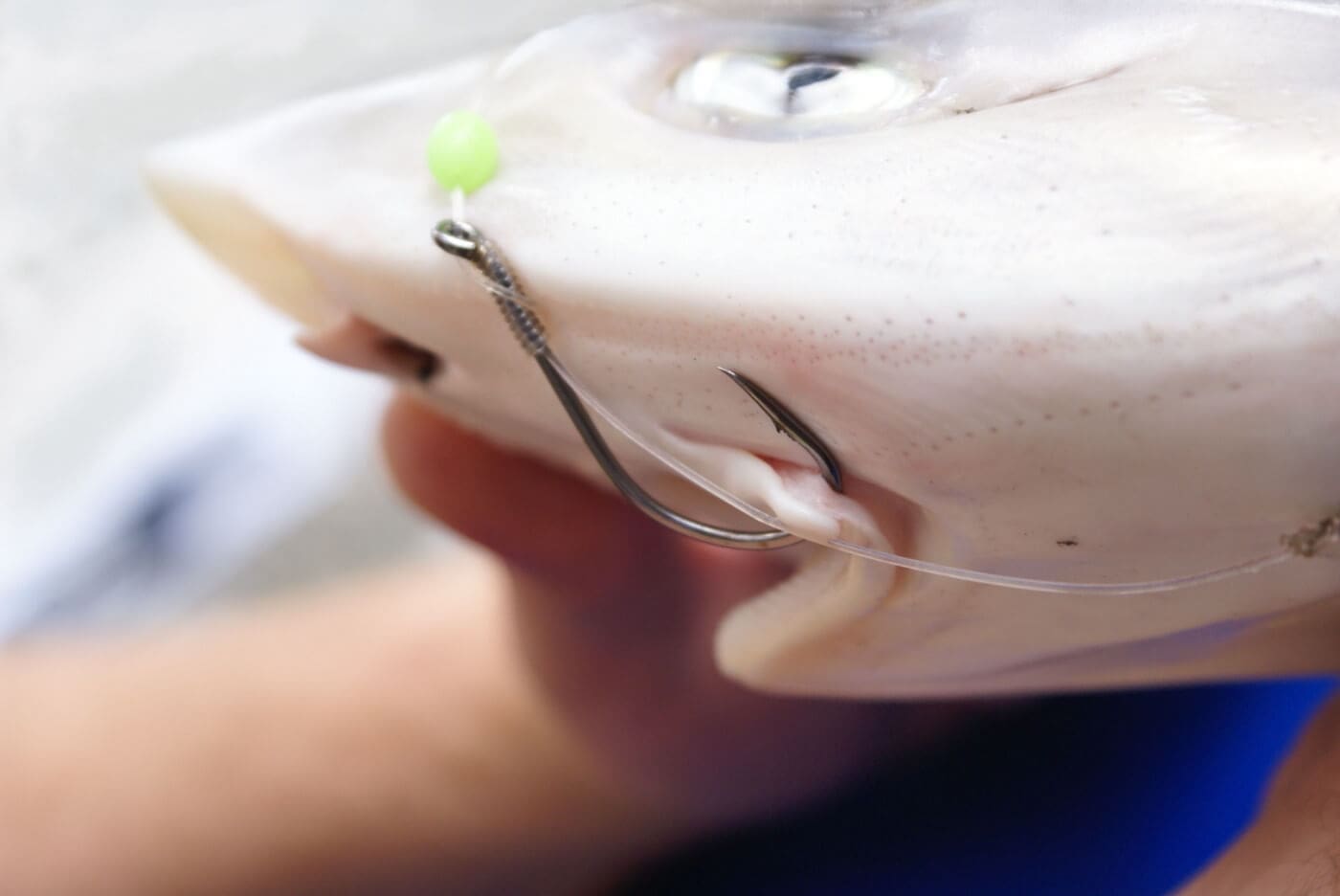 Land-Based Shark Fishing Rod And Reel Selection