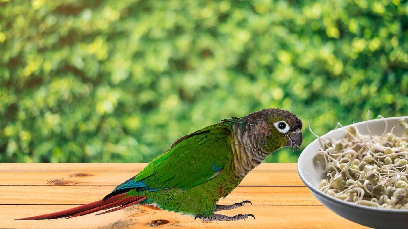 Sprouting Seeds for Parrots