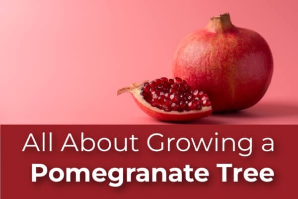 All About Growing a Pomegranate Tree
