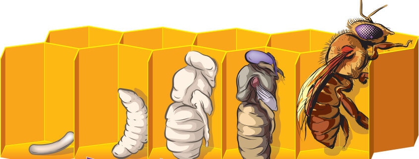 Honey Bee Incubation Rates