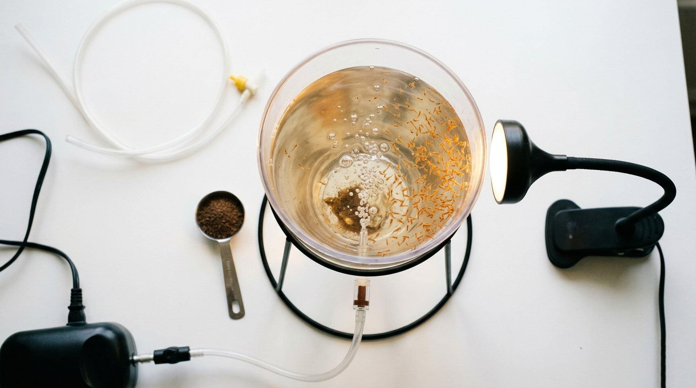 How to hatch brine shrimp at home - brine shrimp hatchery with freshly hatched nauplii ready to harvest