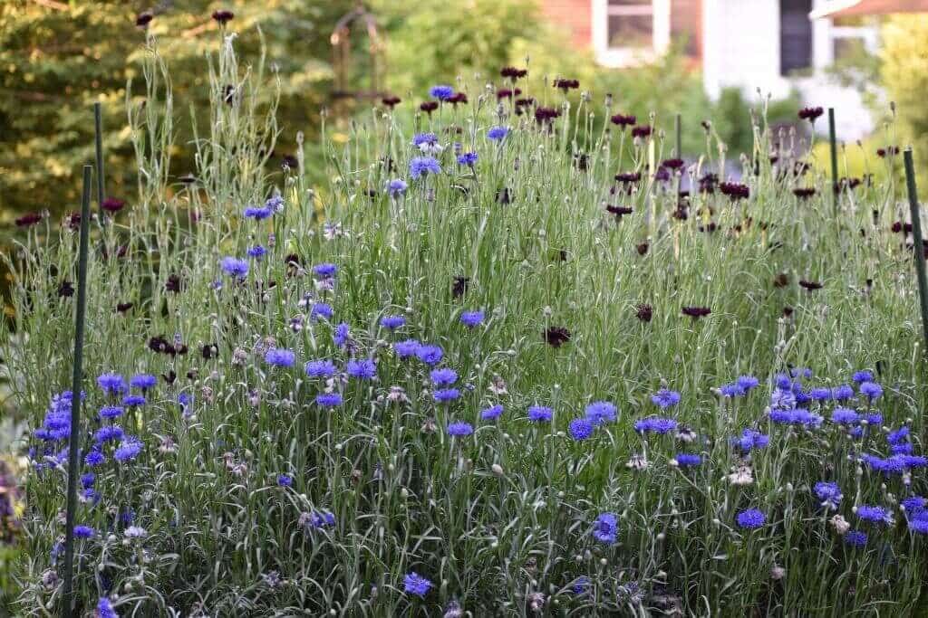 Best fillers for a cut flower garden longfield gardens