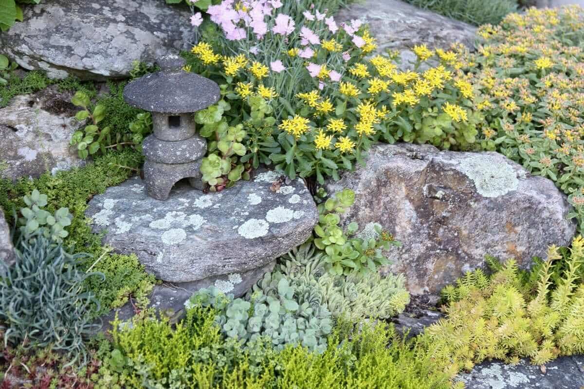 Best Ground Covers for Sun - Longfield Gardens