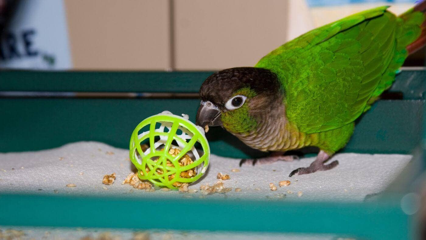 Green Cheeked Conure Foraging Ball