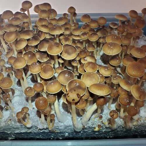 Penis Envy Spores