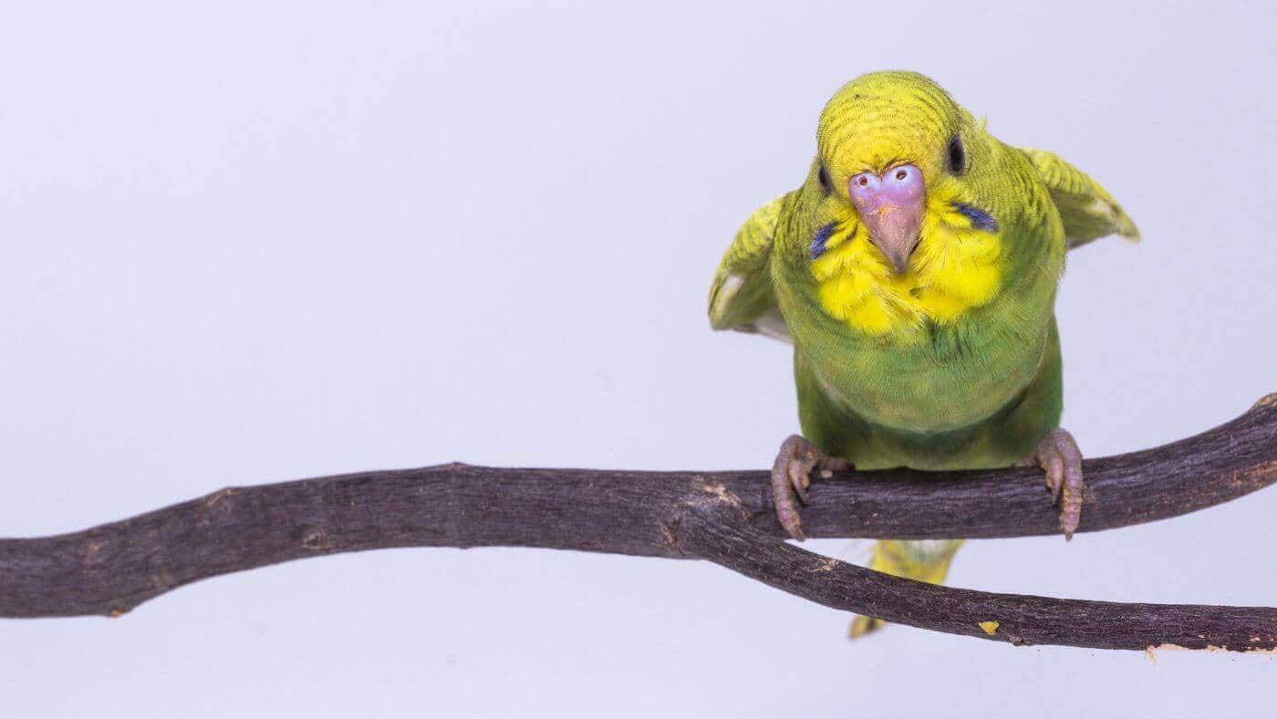 Pet budgies can be hyperactive