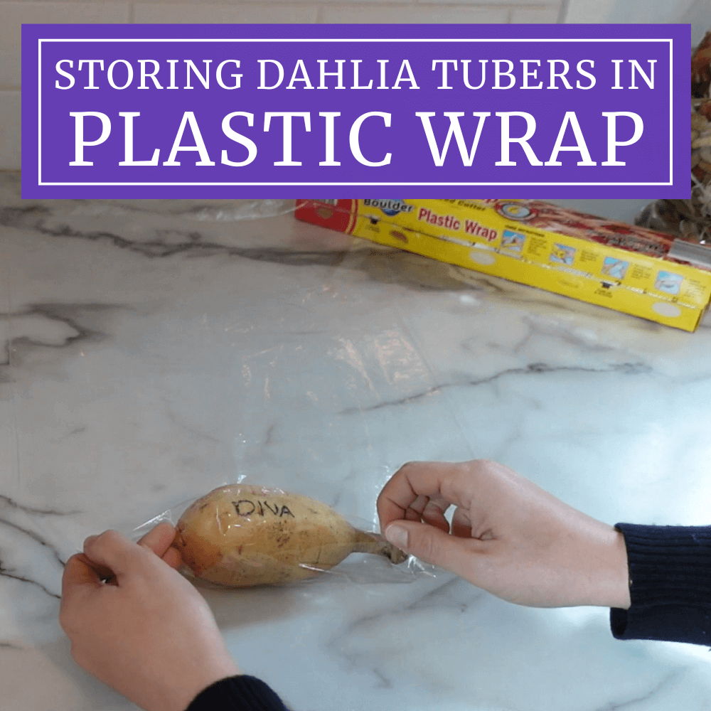 How to Store Dahlia Tubers in Plastic Wrap