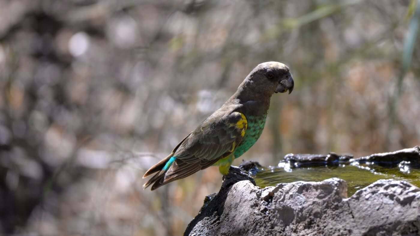 Meyer's Parrot