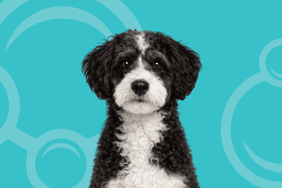 Bordoodle Temperament and Grooming Considerations