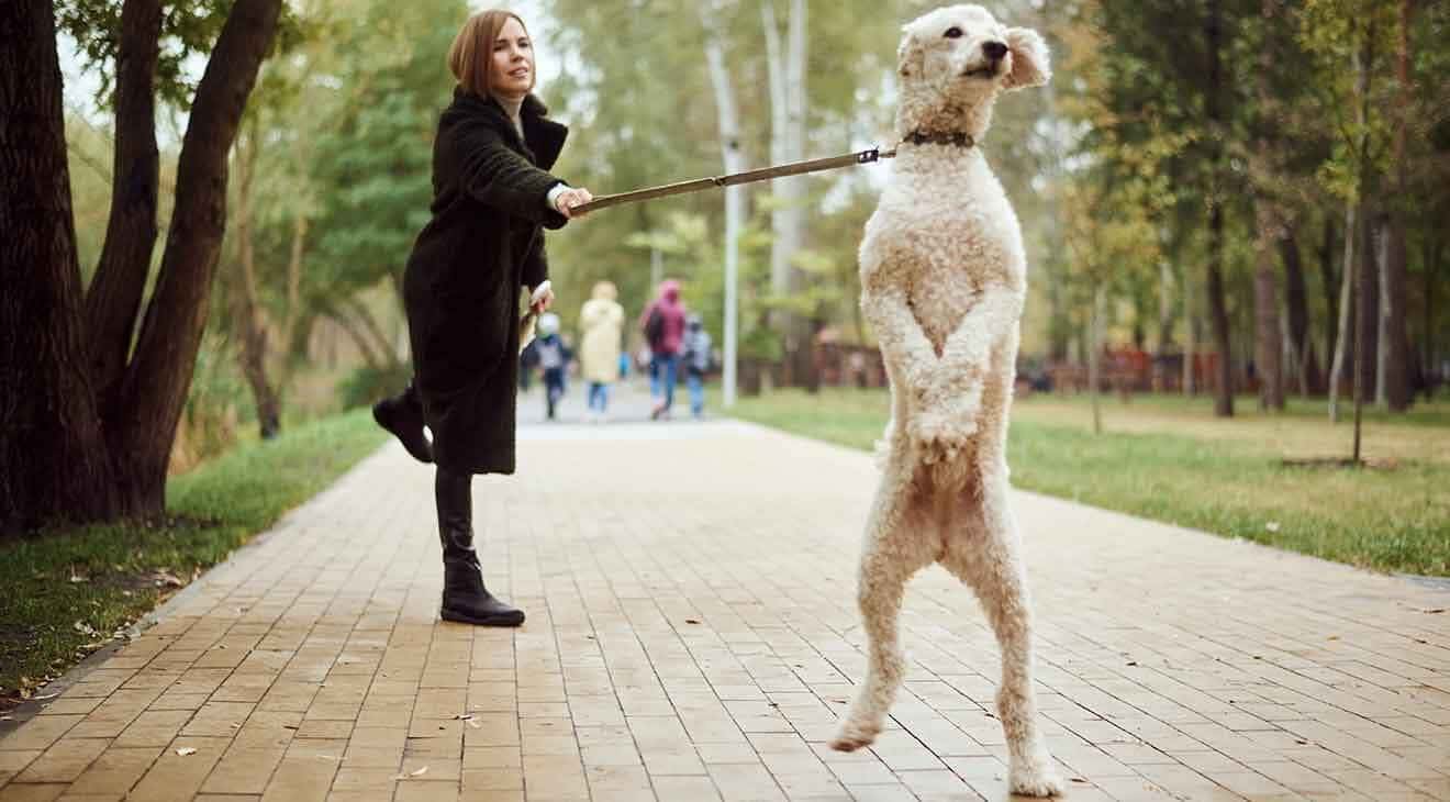 Dog and handler demonstrating the reason for dog collars for pullers