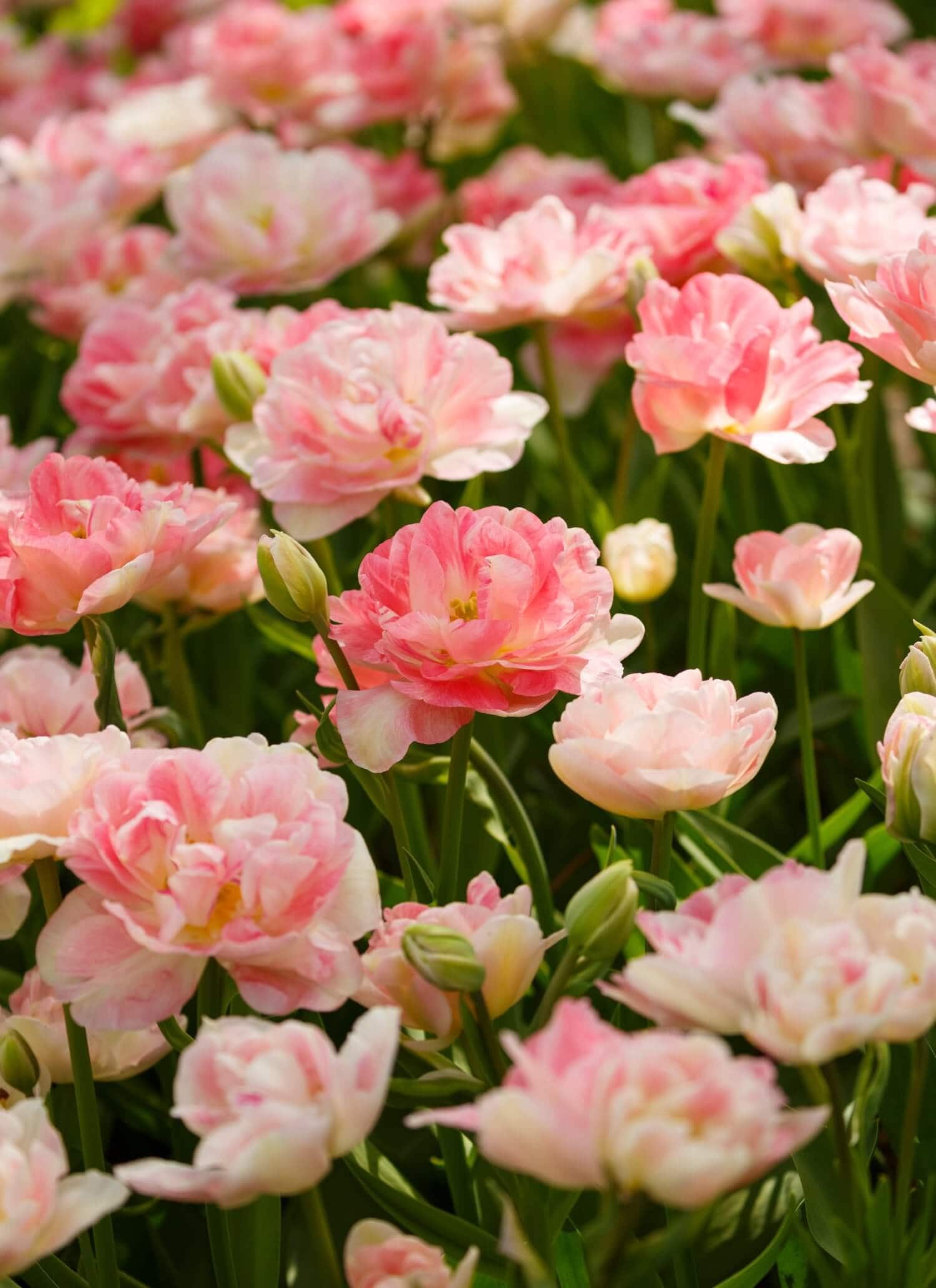 Perfectly Pink Tulips - Longfield Gardens