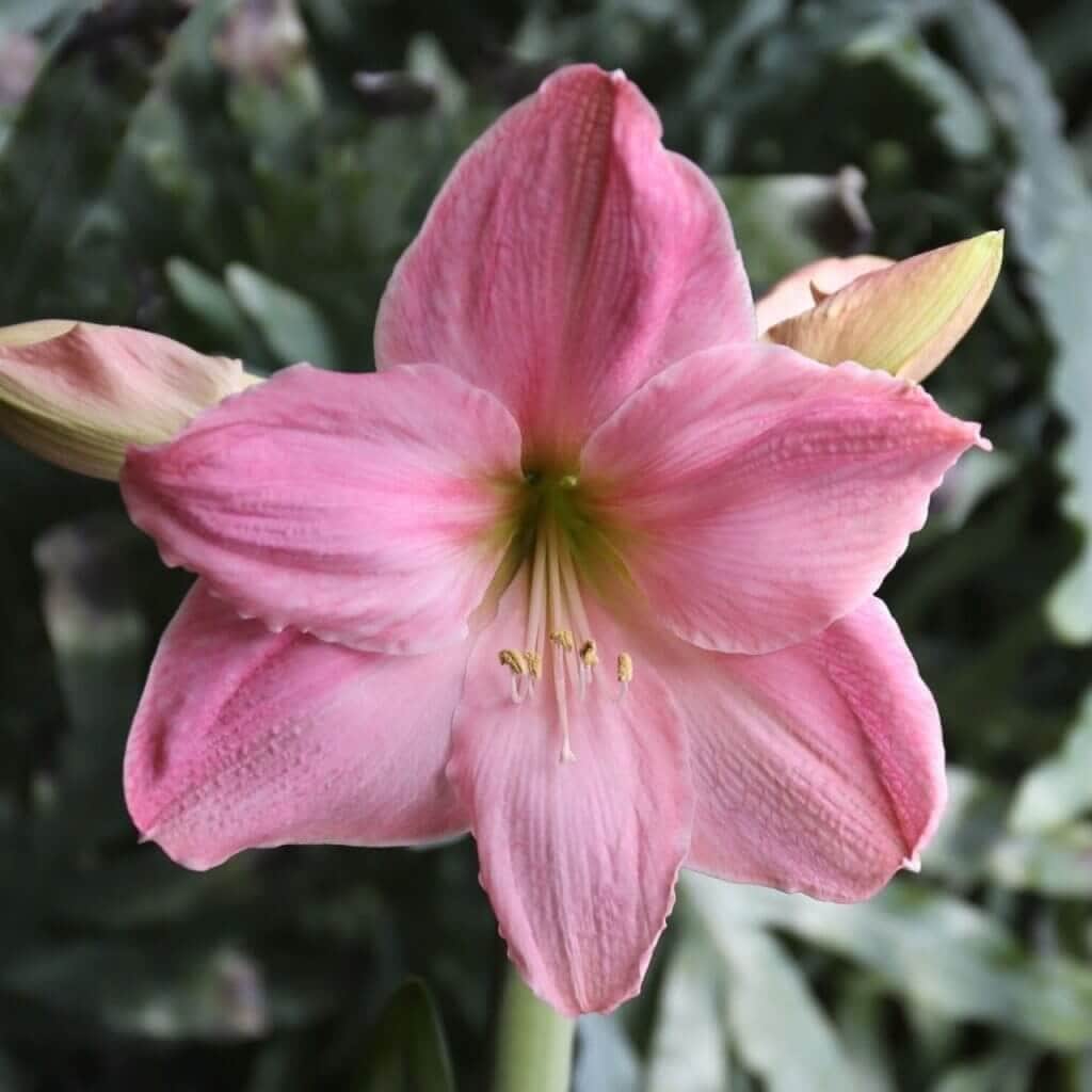 Peruvian_Amaryllis