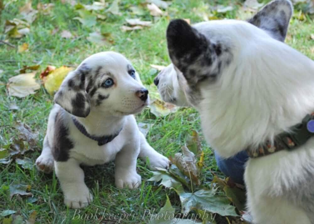 What To Know When Looking For A Purebred Dog
