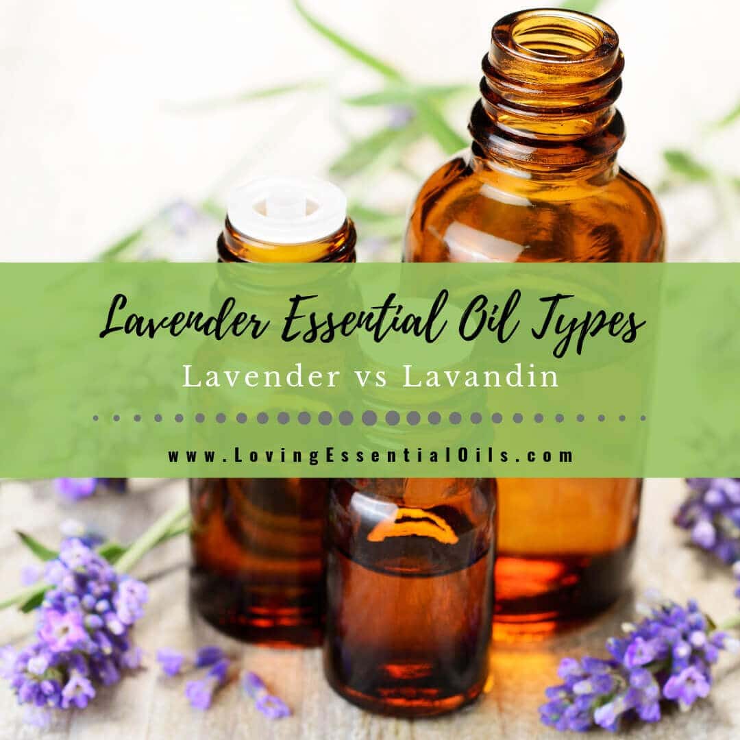 Lavender Essential Oil Types - Lavender vs Lavandin
