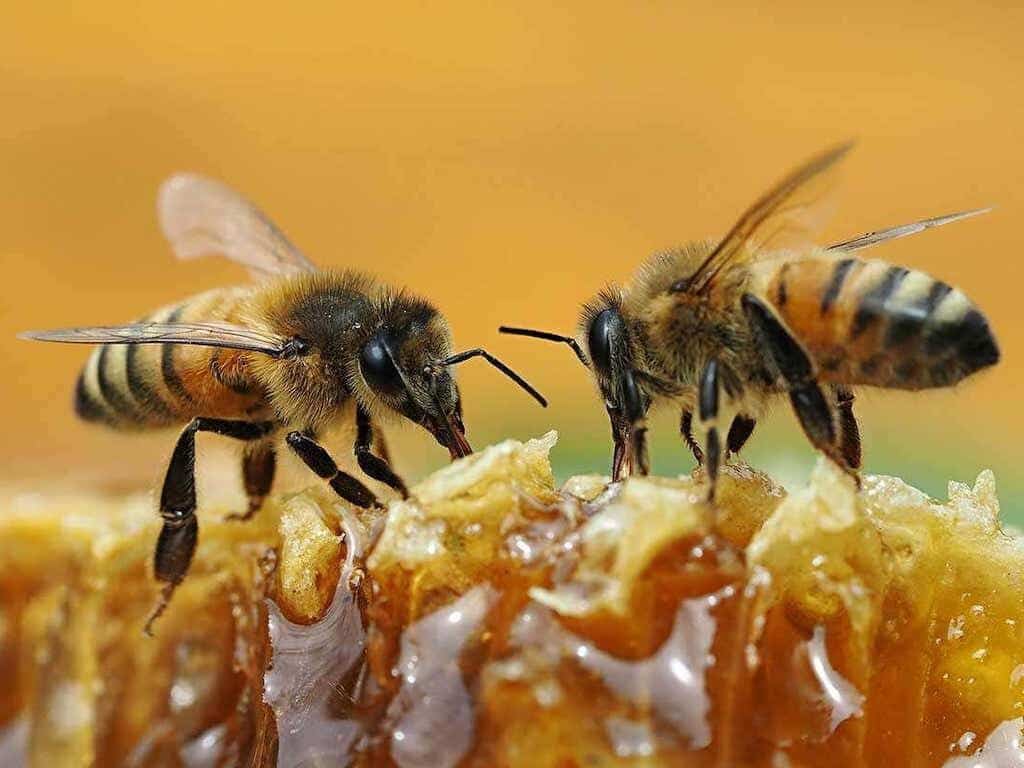 Best Honey Bee Feeders by Season: Spring, Summer, Fall & Winter