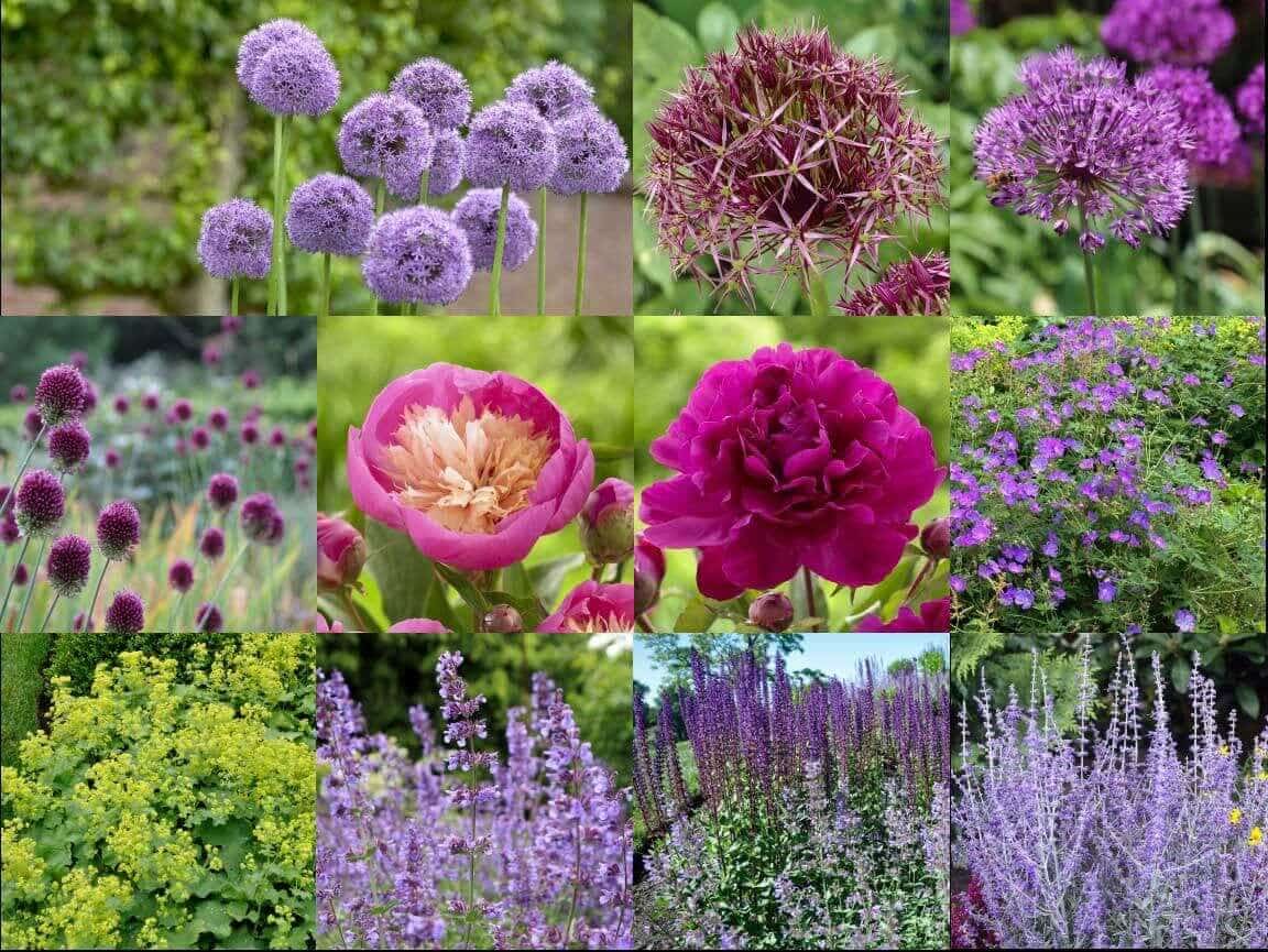 Love Alliums? See How a Garden Designer Puts Them to Work