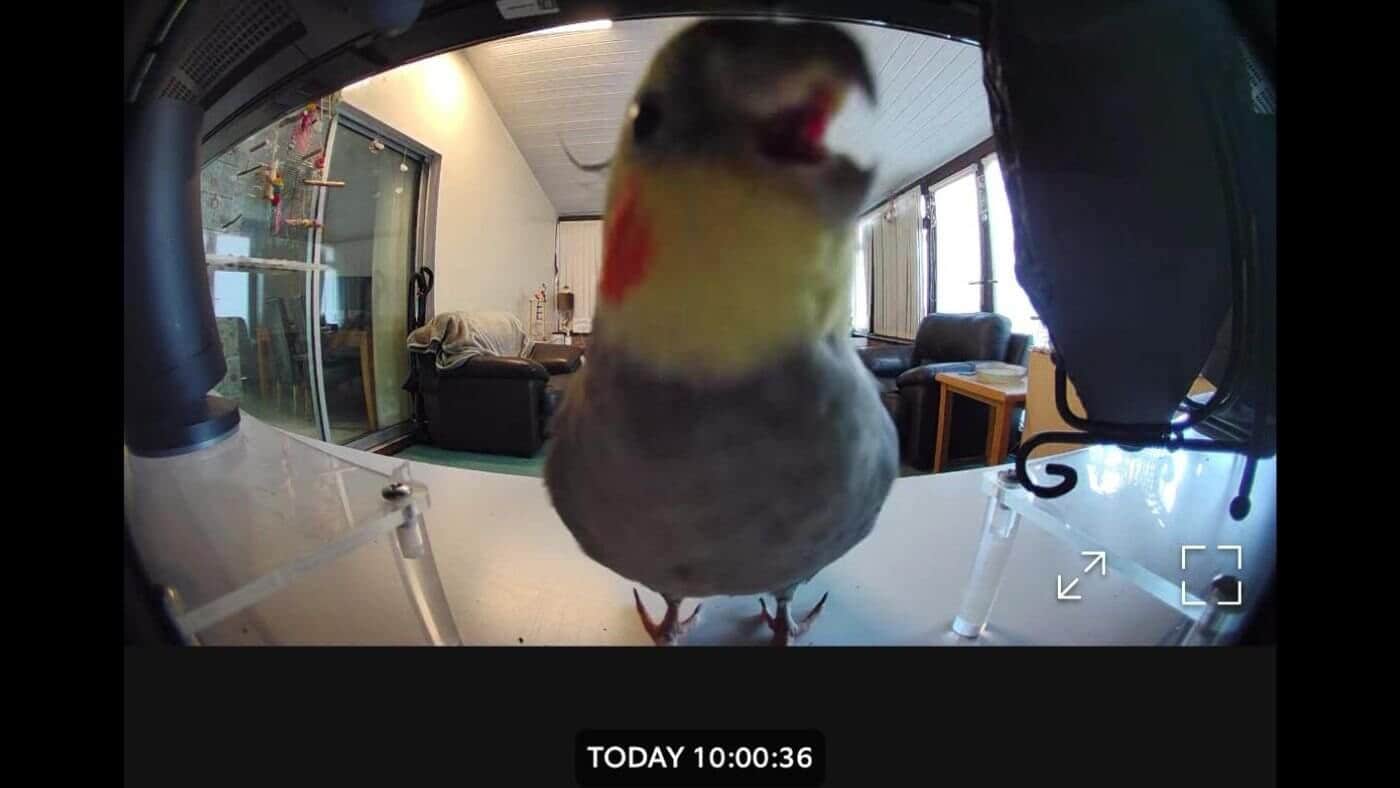 Sunny on the Ring Camera