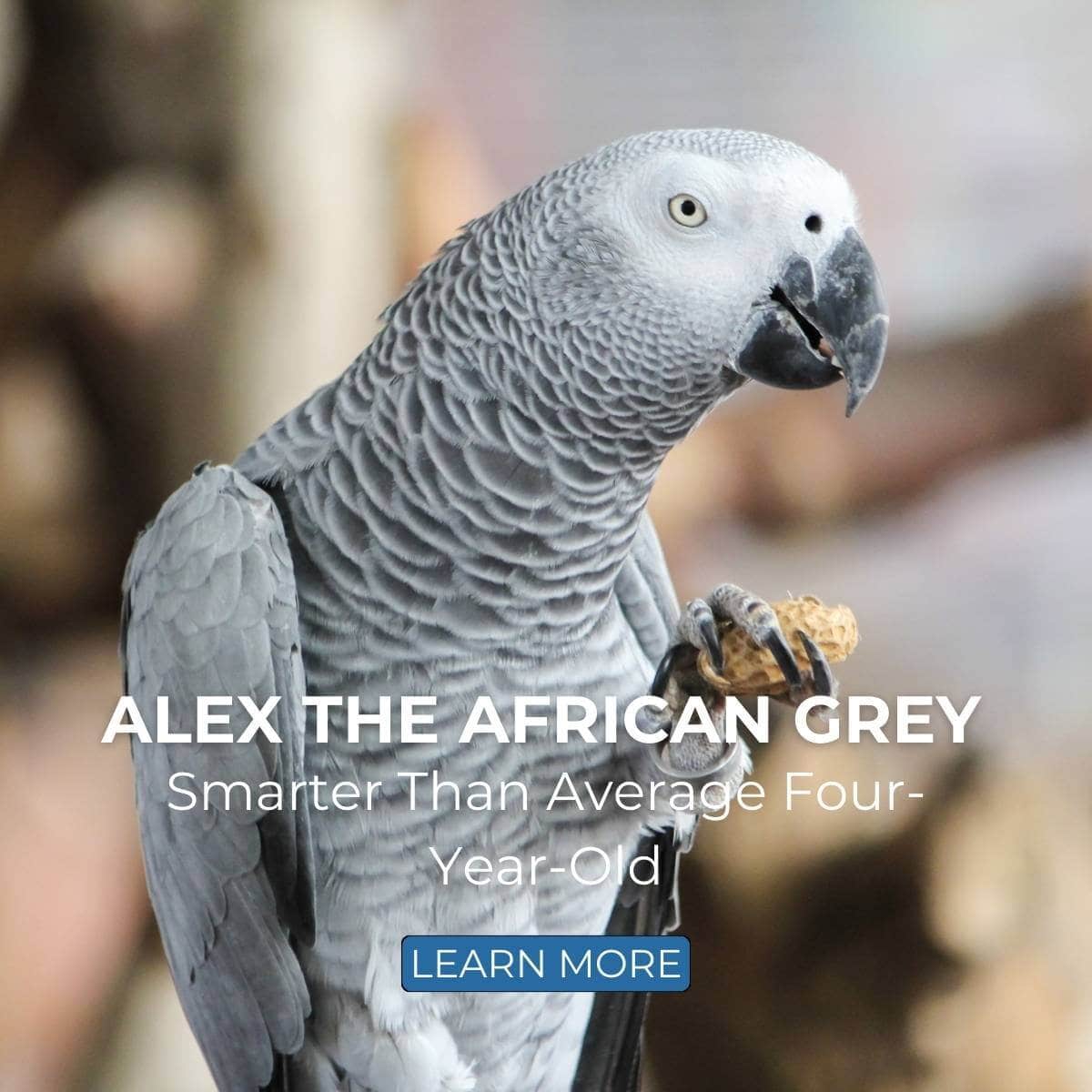 Alex the African Grey Parrot – Smarter Than Average Four-Year-Old