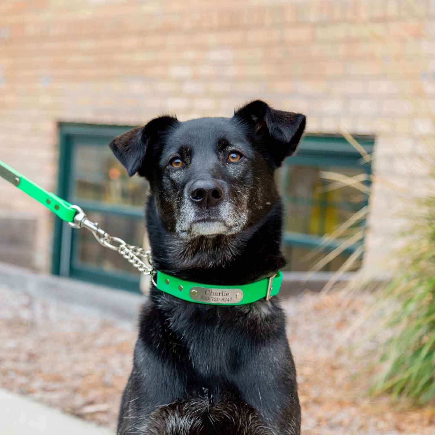 Personalized Waterproof Chain Martingale Collar on Black Dog