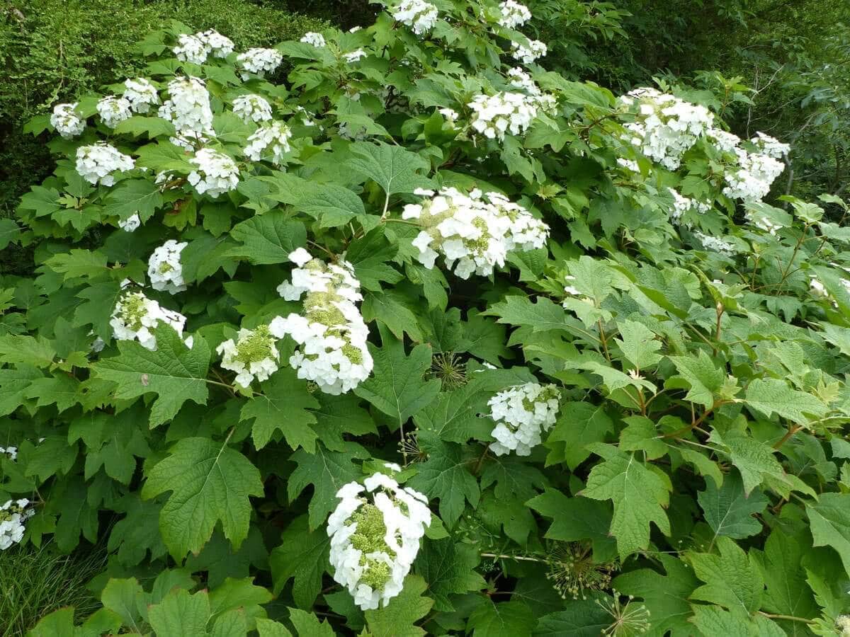 Best Cut Flowers for Shady Gardens - Longfield Gardens