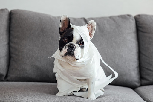 How to Help Your Dog With Separation Anxiety