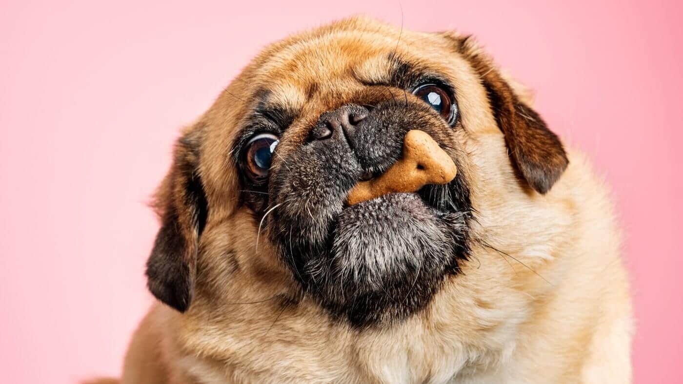 Hidden calories in pet treats