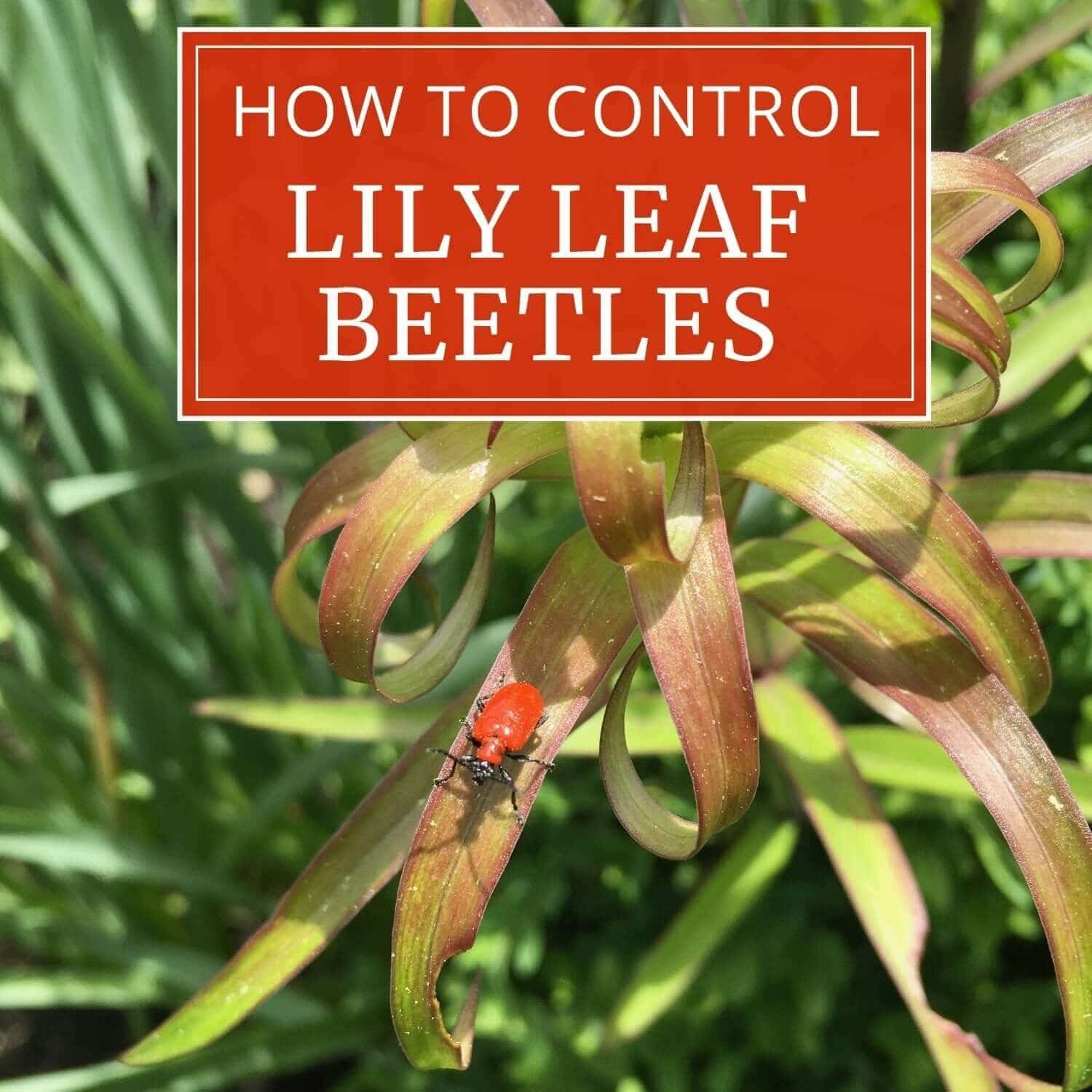 How to Control Red Lily Leaf Beetles