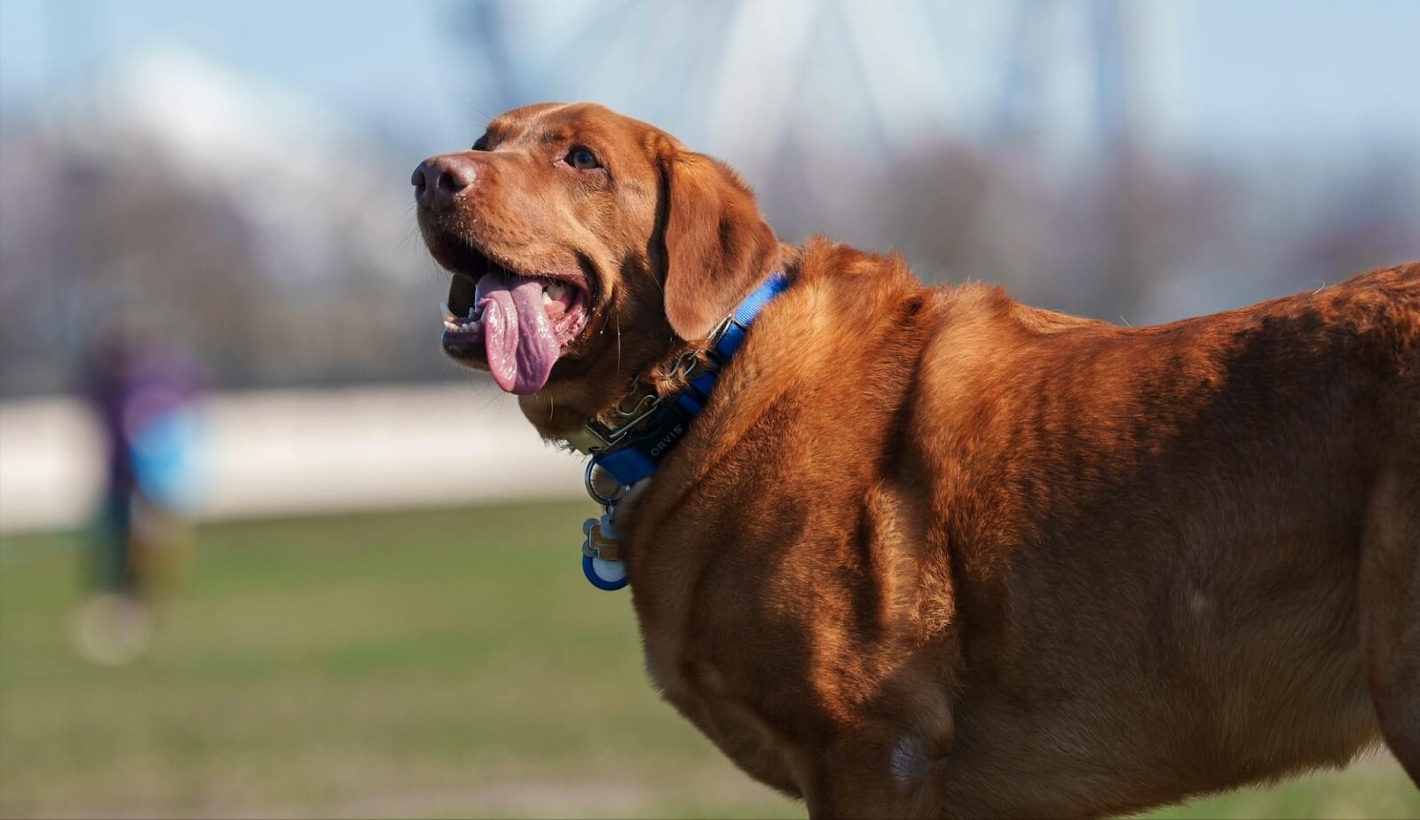 Dog Obesity & How to Manage It