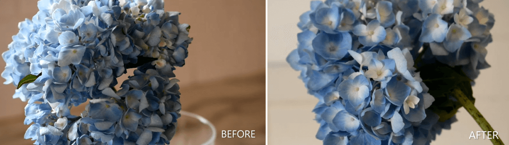 Get the longest vase life from hydrangeas Longfield Gardens