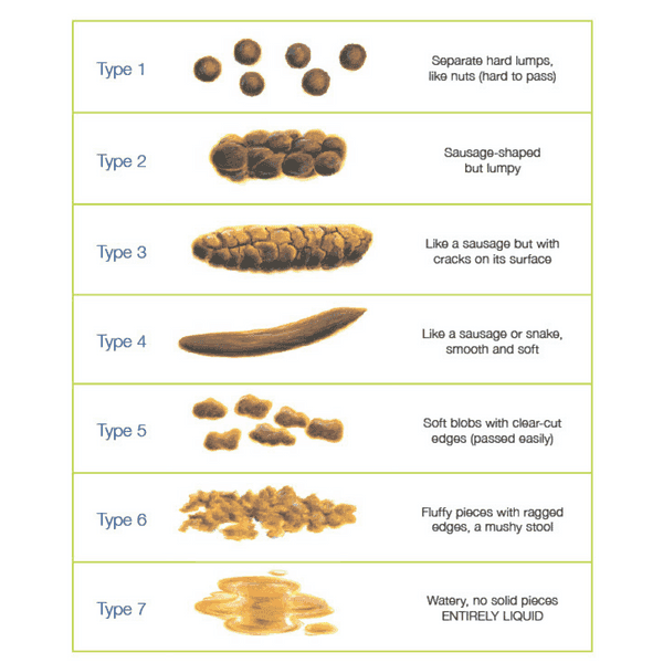 Bristol stool chart explaining what our stool means