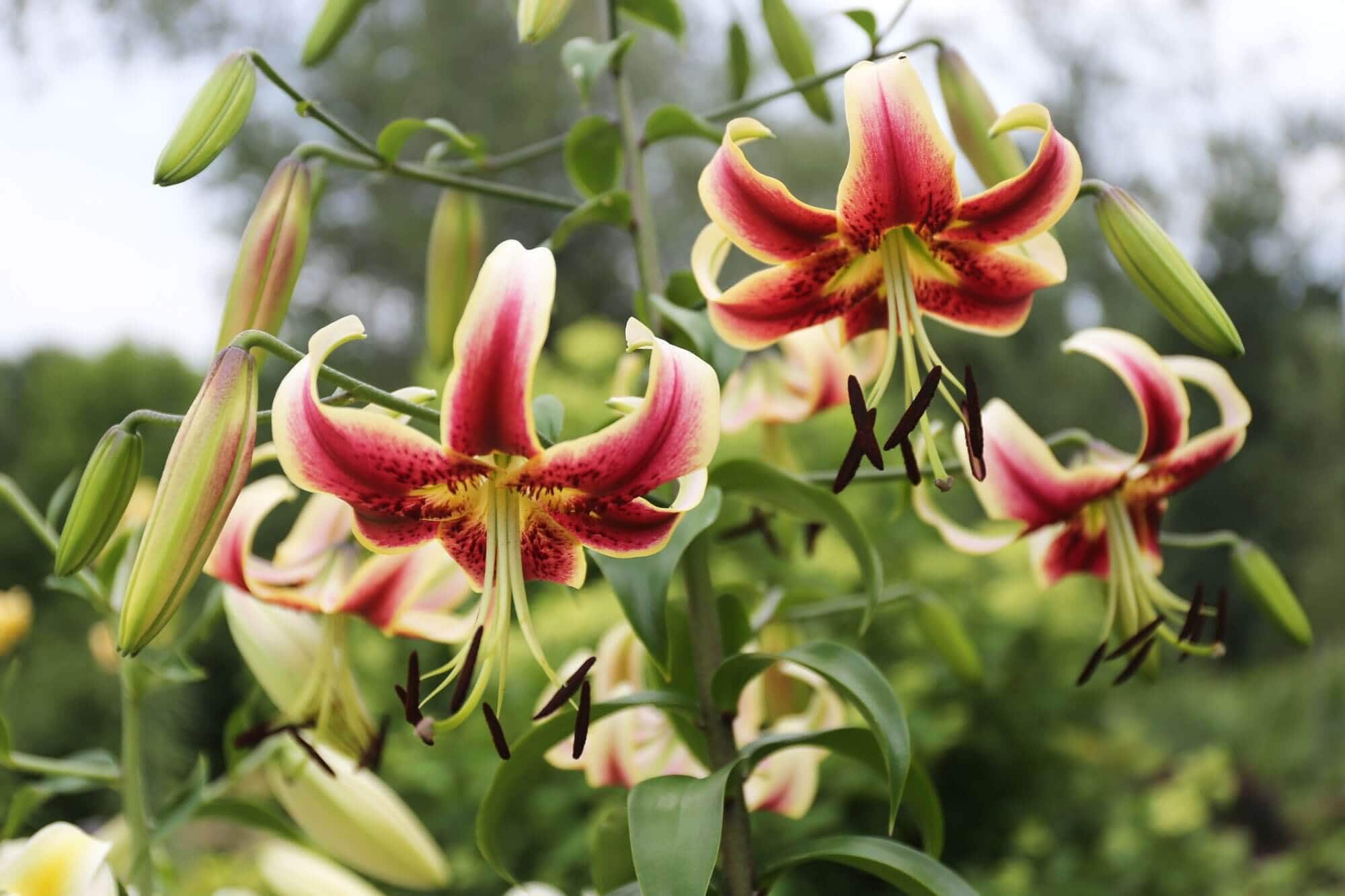Top Lilies for Your Flower Garden - Longfield Gardens