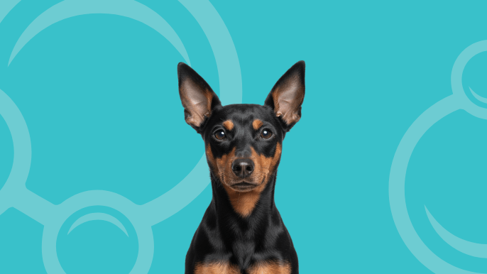 Miniature Pinscher Temperament