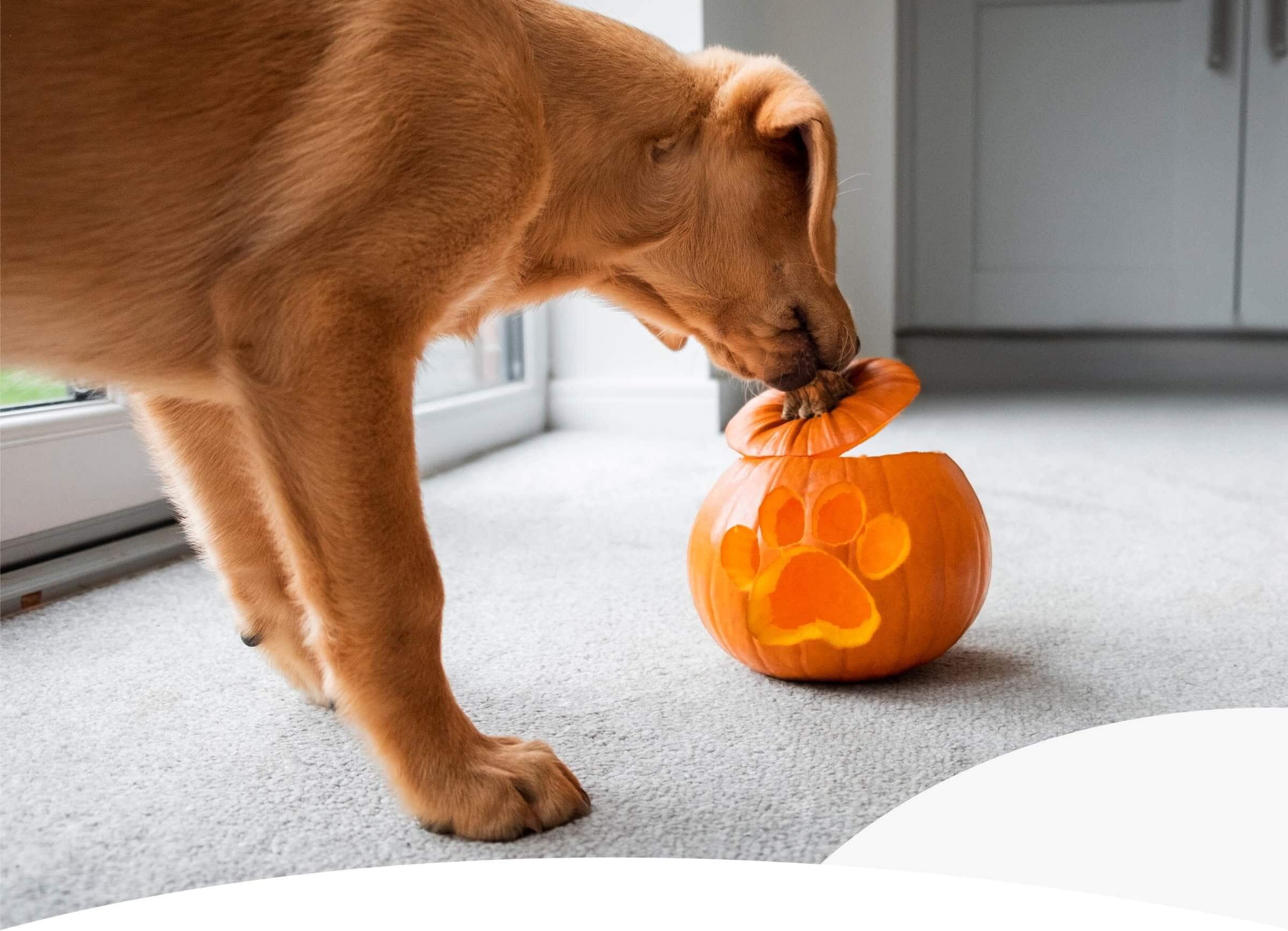 HALLOWEEN DOG SCAVENGER HUNT: HOW TO PLAN A FUN HOWL-OWEEN