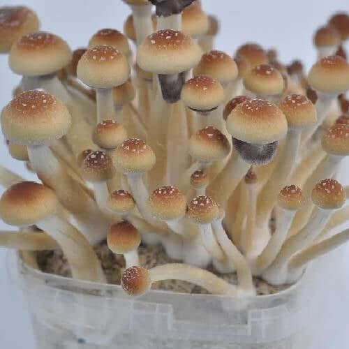 orissa india mushroom