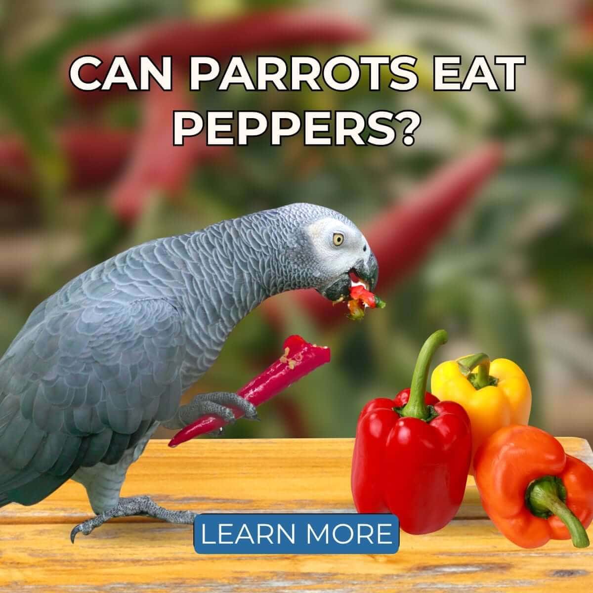Can Parrots Eat Peppers?