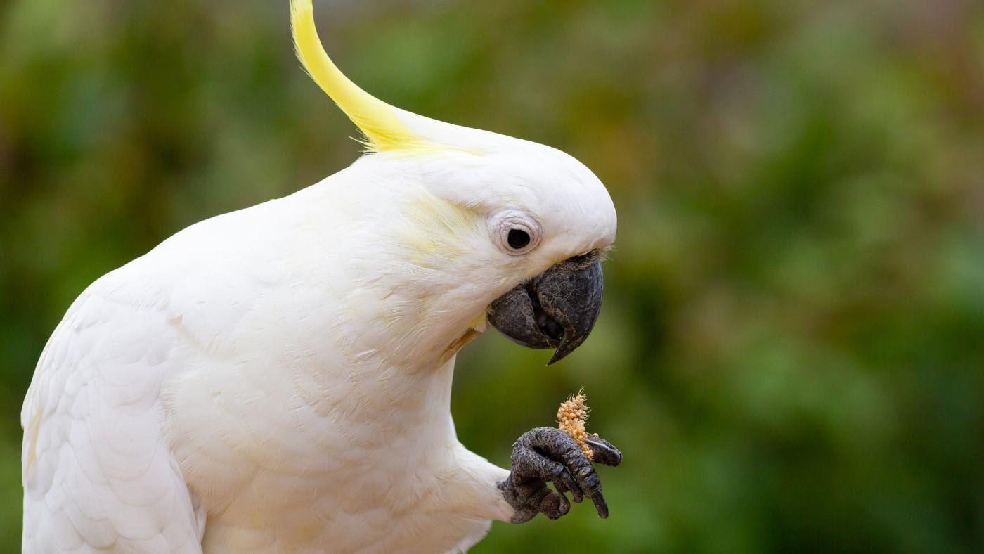 Sulphur-crested cockatoo holding and eating a seed treat, showing how small treats can be used for enrichment and training.