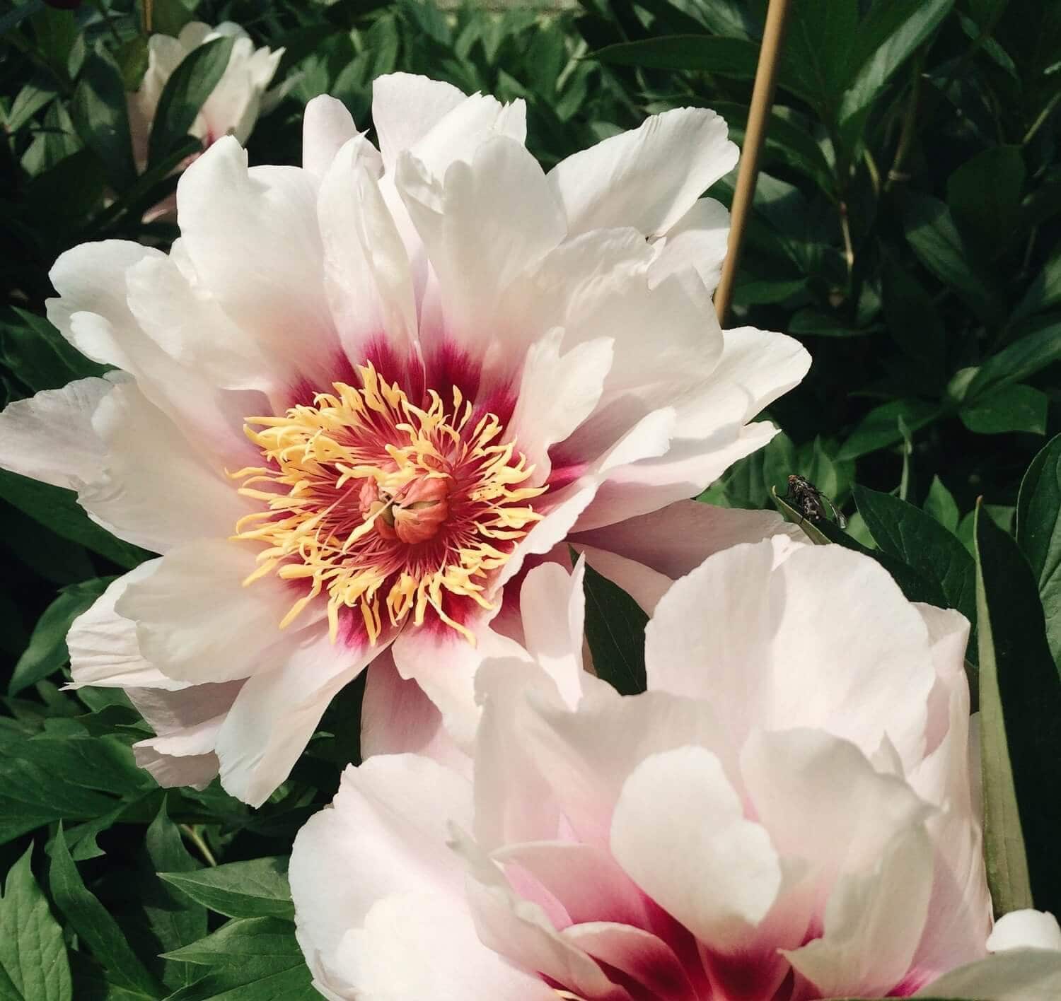 peony