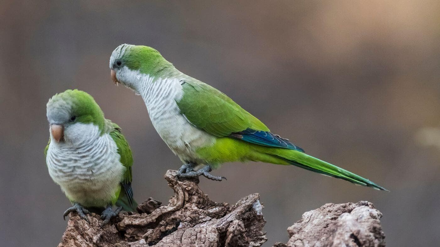 Couple of Quaker Parrots