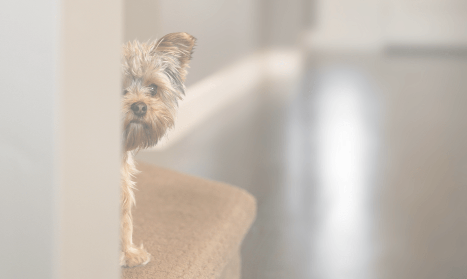 Dog Anxiety During COVID: Signs and Solutions