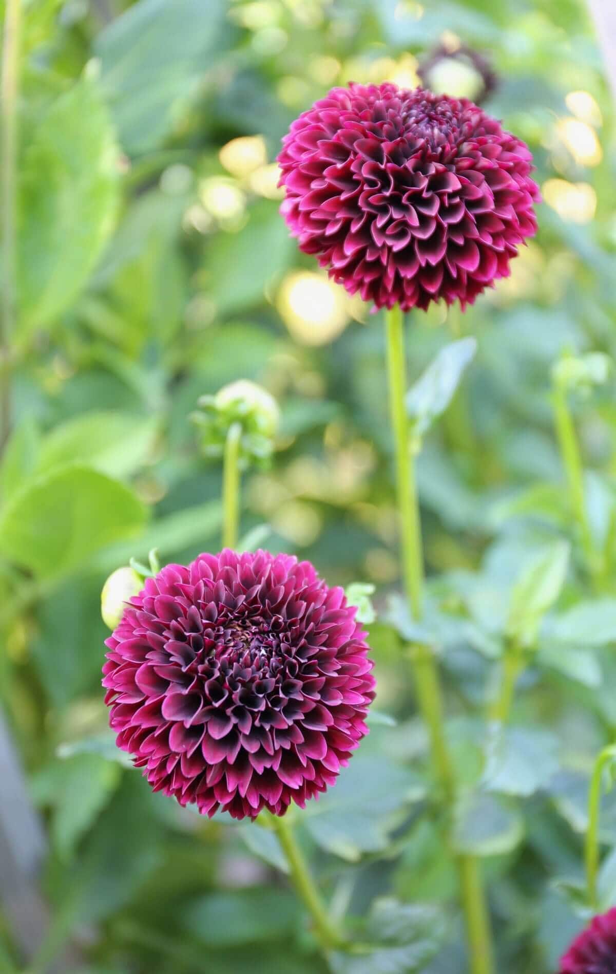 Cutting Garden Dahlias: This Year's Favorites - Longfield Gardens