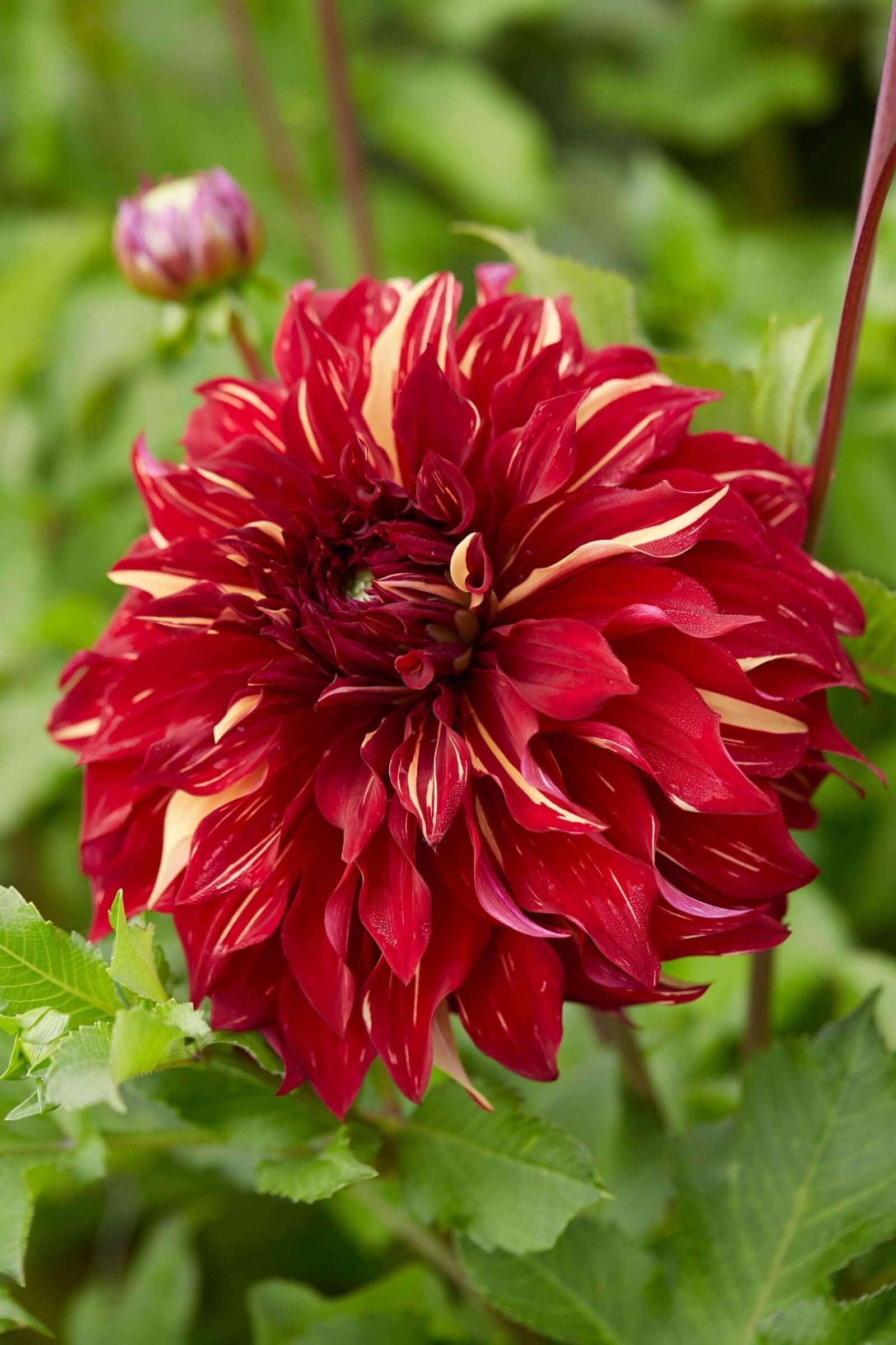 New Dahlias for 2022 - Longfield Gardens