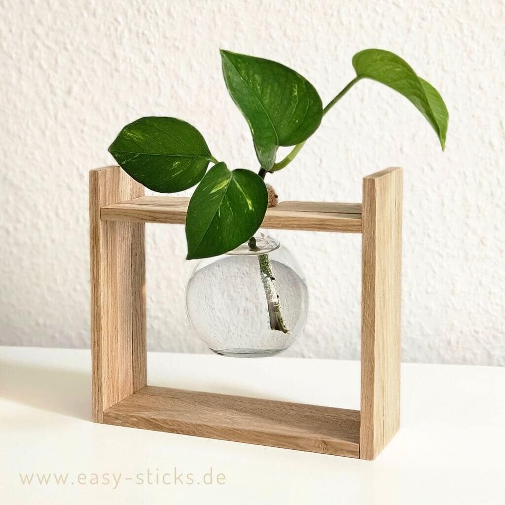 Pflanzenstecklinge stehen im Wasser in der selbstgebauten Easy-Sticks DIY Planzenvermehrungsstation
